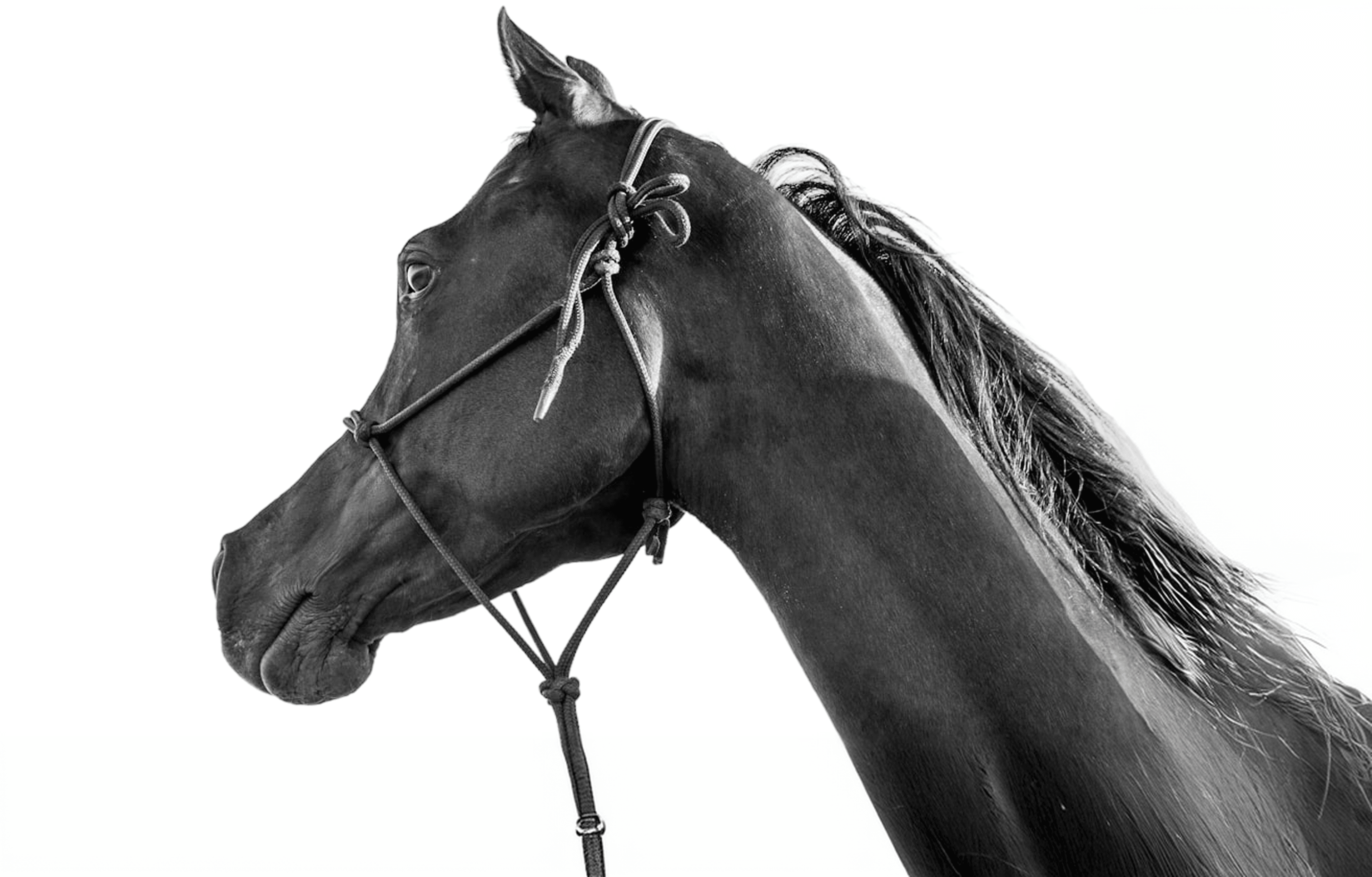 Black-and-white portrait of a horse wearing a bridle